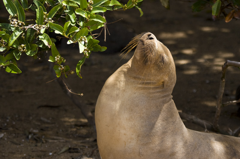 Galápagos Sealion